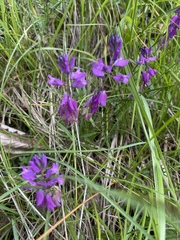 Polygala comosa