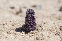 Pholisma arenarium