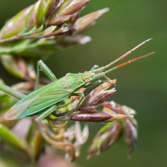 Stenodema calcarata