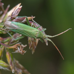 Stenodema calcarata