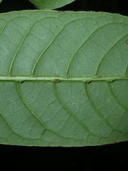 Psychotria marginata