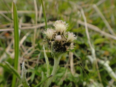 Antennaria carpatica