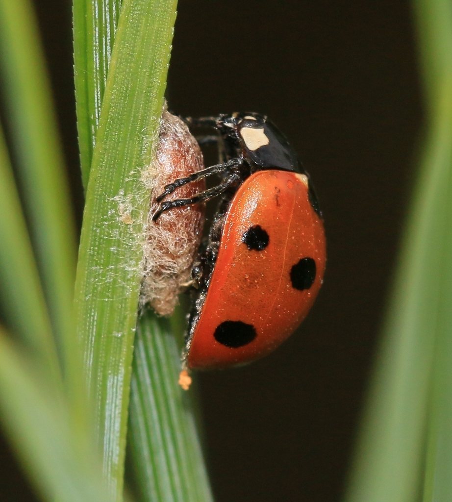 Lady Beetle Parasitoid Wasp