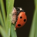 Dinocampus Coccinellae Paralysis Virus - Photo (c) Sandy Rae, some rights reserved (CC BY-SA)