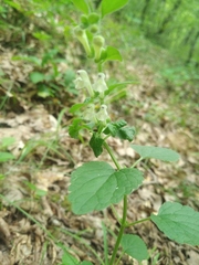 Scutellaria albida