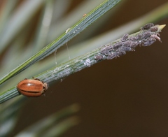 Schizolachnus pineti