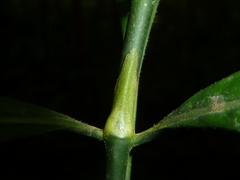 Psychotria marginata