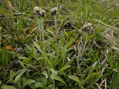 Antennaria carpatica