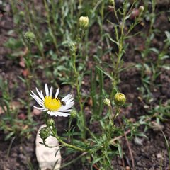 Symphyotrichum moranense