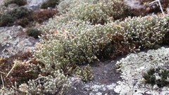 Hedwigia emodica