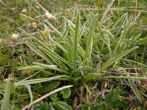 Image of Carpathian Everlasting (Antennaria carpatica) by (c) Christian Berg, some rights reserved (CC BY)