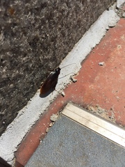 Periplaneta japonica