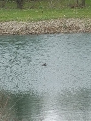 Podilymbus podiceps