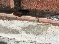 Periplaneta japonica