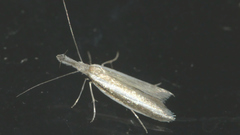 Pleurota aristella