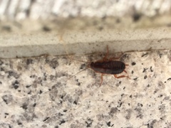 Periplaneta japonica