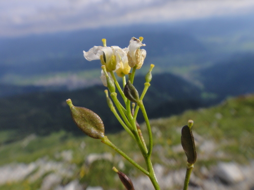 Draba stellata, photograph 3