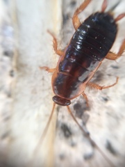 Periplaneta japonica