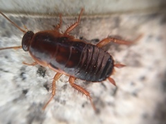 Periplaneta japonica
