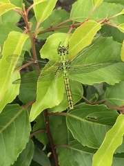 Erythemis