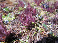 Castilleja victoriae