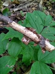 Vuilleminia comedens