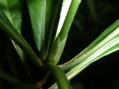 Psychotria marginata