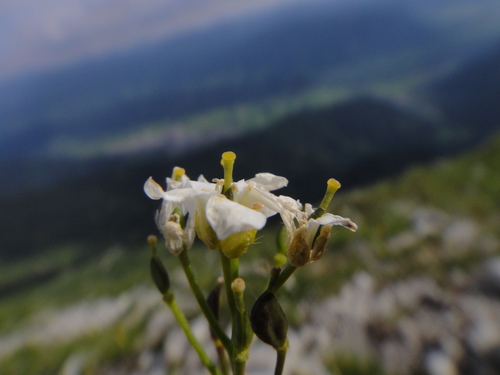 Draba stellata, photograph 4