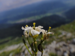 Draba stellata