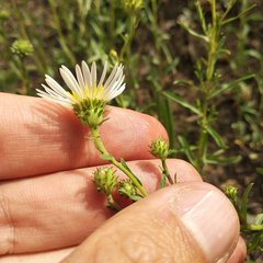 Symphyotrichum moranense