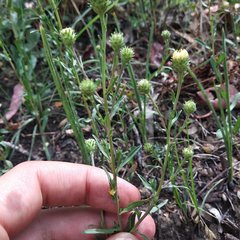 Symphyotrichum moranense