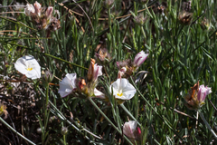 Convolvulus lanuginosus