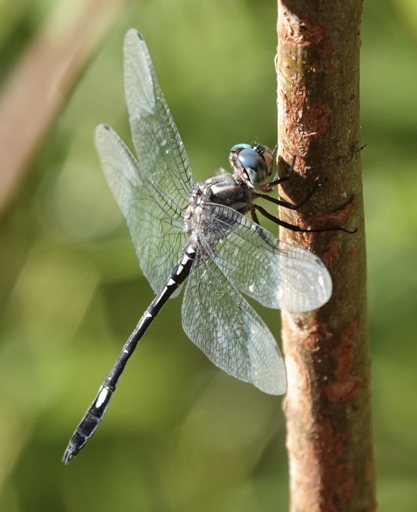 Masked Clubskimmer