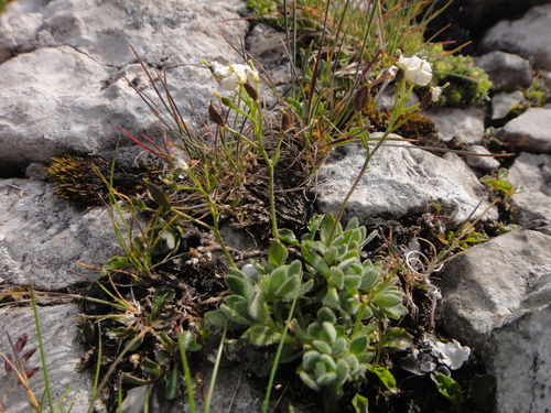 Draba stellata, photograph 2