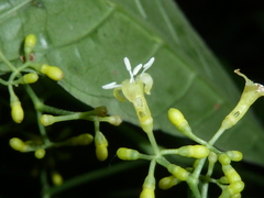 Psychotria marginata
