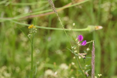 Vicia sativa nigra