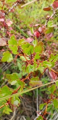 Ribes speciosum