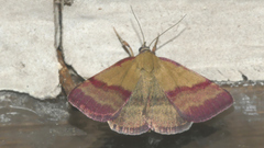 Phytometra viridaria