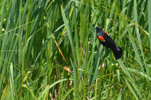 Red-winged Blackbird