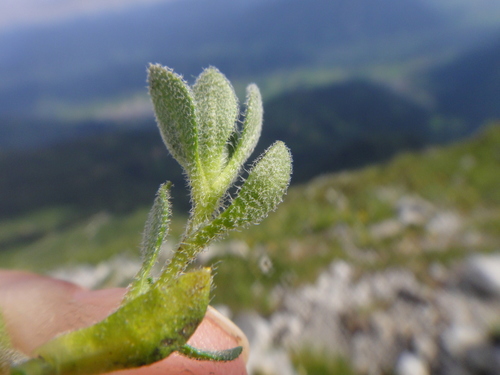 Draba stellata, photograph 5