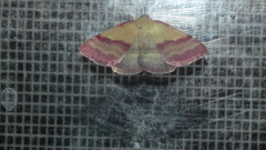 Phytometra viridaria