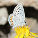 Mariposa Sedosa Azul Tejana - Photo (c) tomoclark, algunos derechos reservados (CC BY-NC), subido por tomoclark