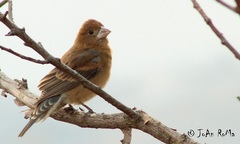 Passerina caerulea