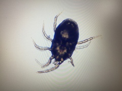 Ornithonyssus sylviarum