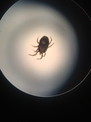 Ornithonyssus sylviarum