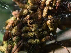 Acantholyda hieroglyphica