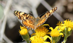 Phyciodes mylitta