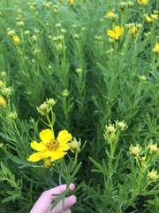 Coreopsis palmata