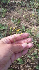 Crepis ramosissima