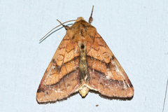 Pyrrhia exprimens